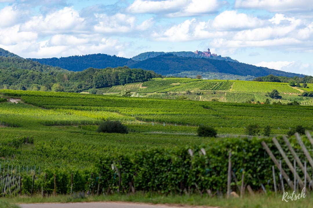 Route des Vins d'Alsace velo - EuroVelo5 - Haut Kœnigsbourg